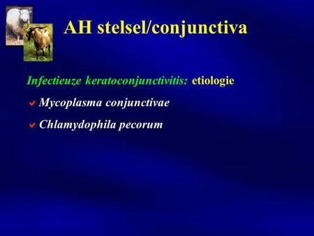 AH stelsel/conjunctiva