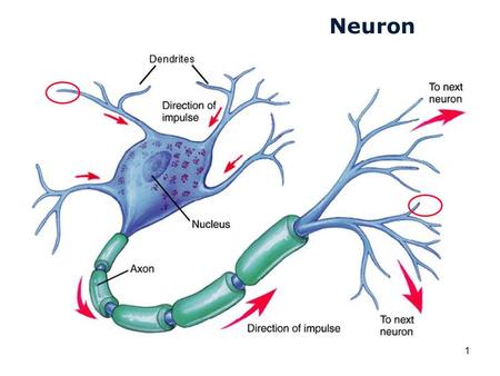 Neuron.