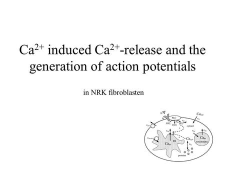 Ca 2+ induced Ca 2+ -release and the generation of action potentials in NRK fibroblasten.