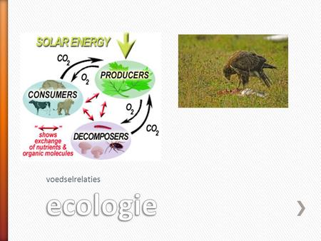 Voedselrelaties ecologie.