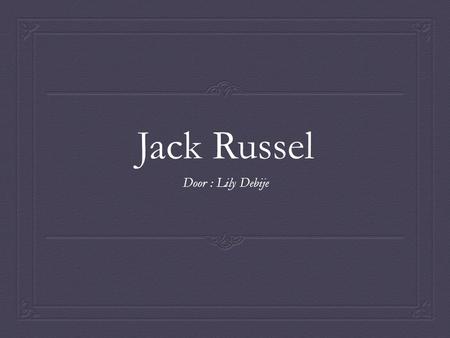 Jack Russel Door : Lily Debije.