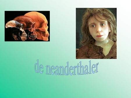 De neanderthaler.