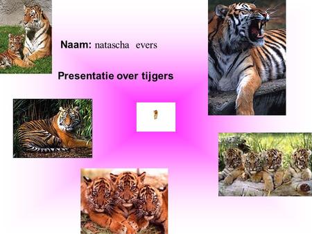 Presentatie over tijgers