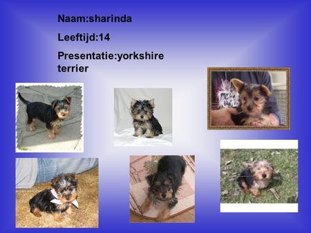 Presentatie:yorkshire terrier