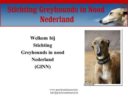 Welkom bij Stichting Greyhounds in nood Nederland (GINN)