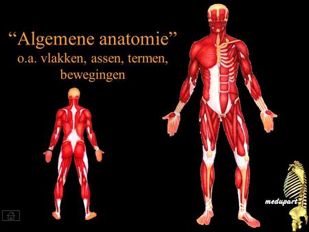 “Algemene anatomie” o.a. vlakken, assen, termen, bewegingen