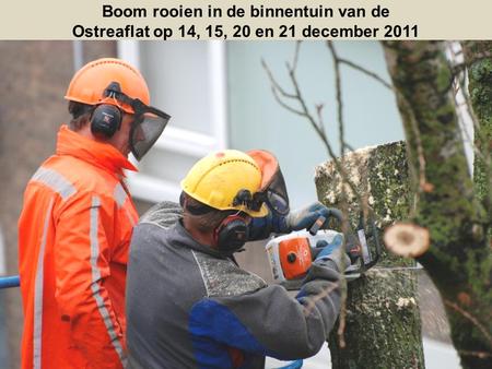 Boom rooien in de binnentuin van de Ostreaflat op 14, 15, 20 en 21 december 2011.