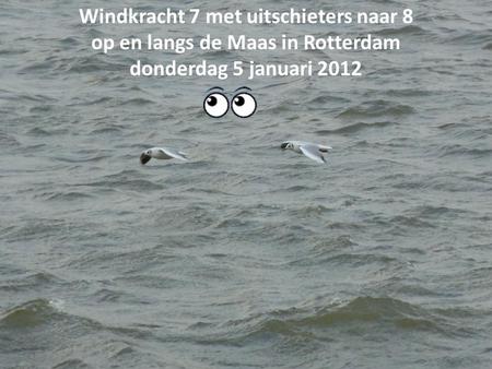 Windkracht 7 met uitschieters naar 8 op en langs de Maas in Rotterdam