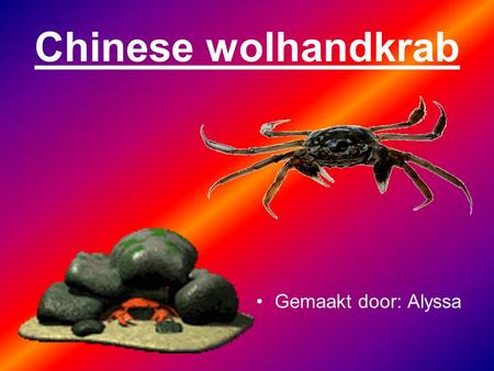 Chinese wolhandkrab Gemaakt door: Alyssa.