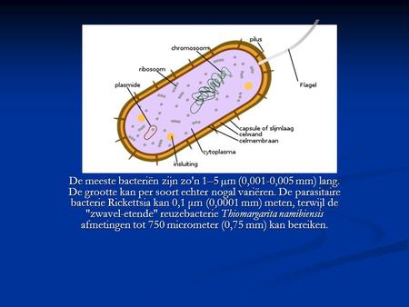 De meeste bacteriën zijn zo'n 1–5 µm (0,001-0,005 mm) lang