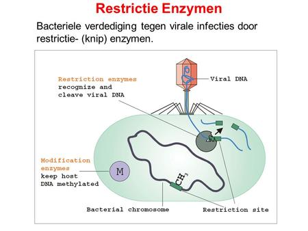 Restrictie Enzymen Bacteriele verdediging tegen virale infecties door restrictie- (knip) enzymen.