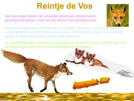 Gemaakt voor: www.powerpointsite-bep.nl Reintje de Vos Het mannetje (rekel) het vrouwtje (moervos) blijven soms jarenlang bij elkaar, maar ze zijn elkaar.