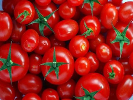 Inleiding Geschiedenis van de tomaat Hoe groeit de tomaat?