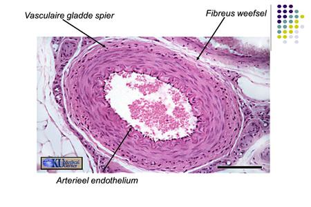 Fibreus weefsel Vasculaire gladde spier Arterieel endothelium.