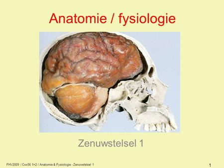 Anatomie / fysiologie Zenuwstelsel 1 AFI1