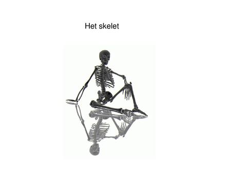 Het skelet.