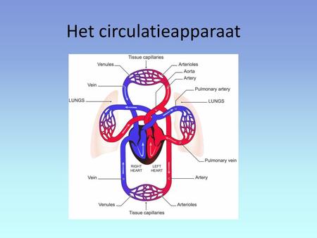 Het circulatieapparaat