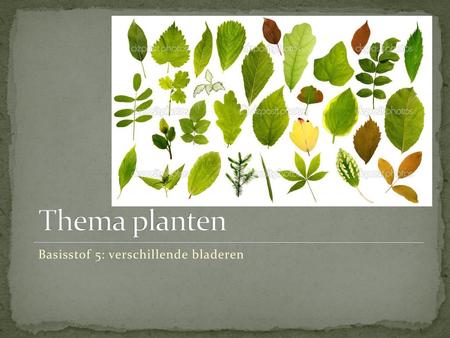 Thema planten Basisstof 5: verschillende bladeren.