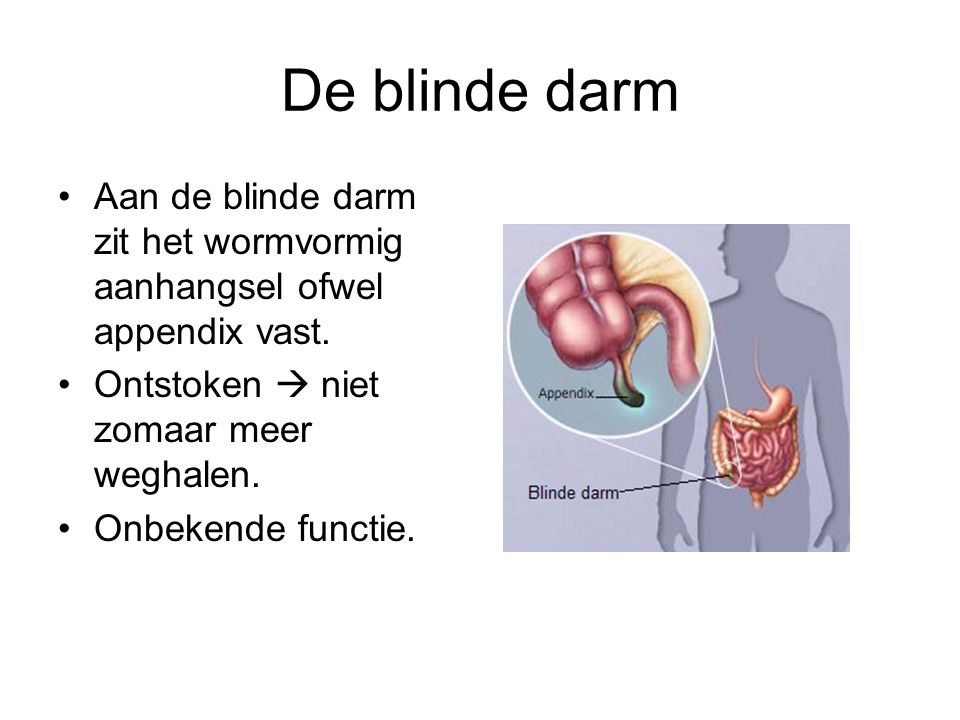 De blinde darm Aan de blinde darm zit het wormvormig aanhangsel ofwel appendix vast. Ontstoken  niet zomaar meer weghalen.