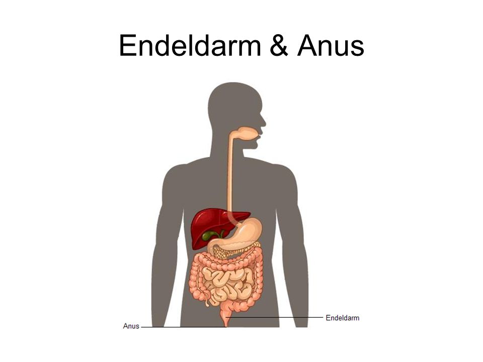 Endeldarm & Anus
