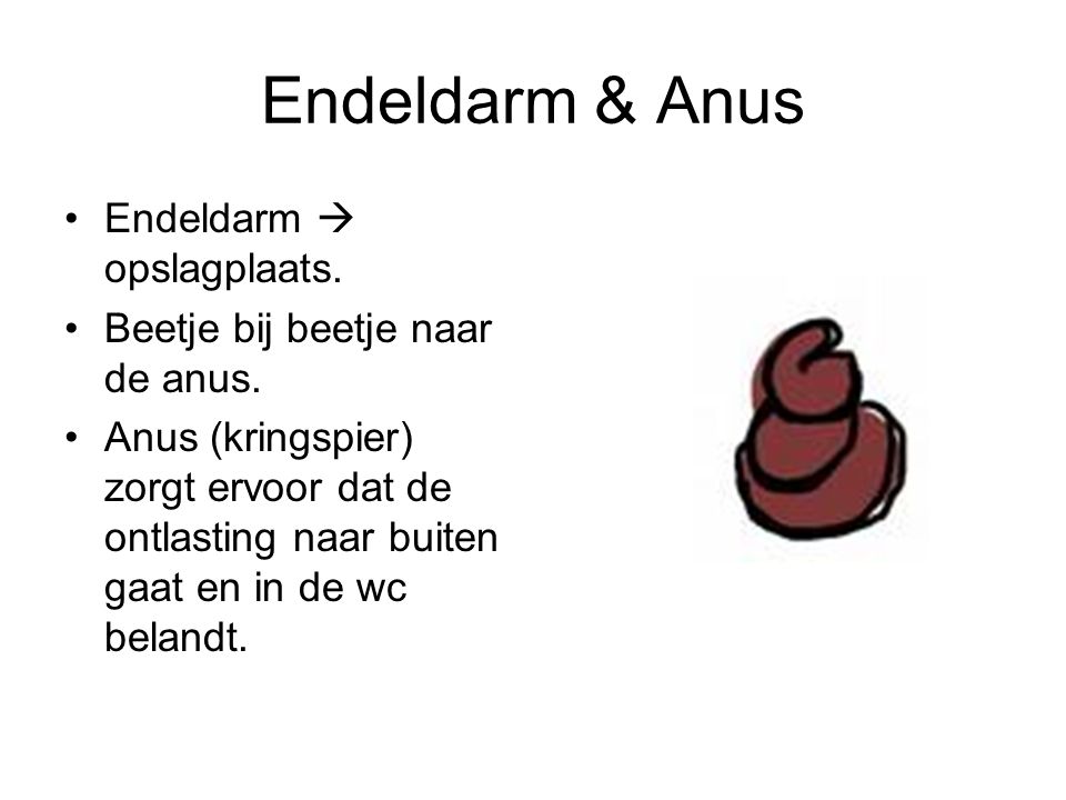 Endeldarm & Anus Endeldarm  opslagplaats.