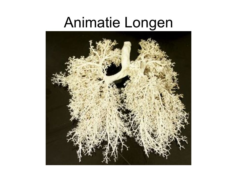 Animatie Longen