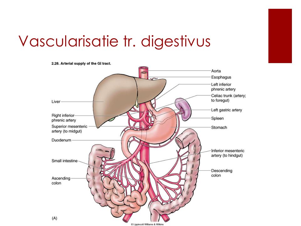 Vascularisatie tr. digestivus