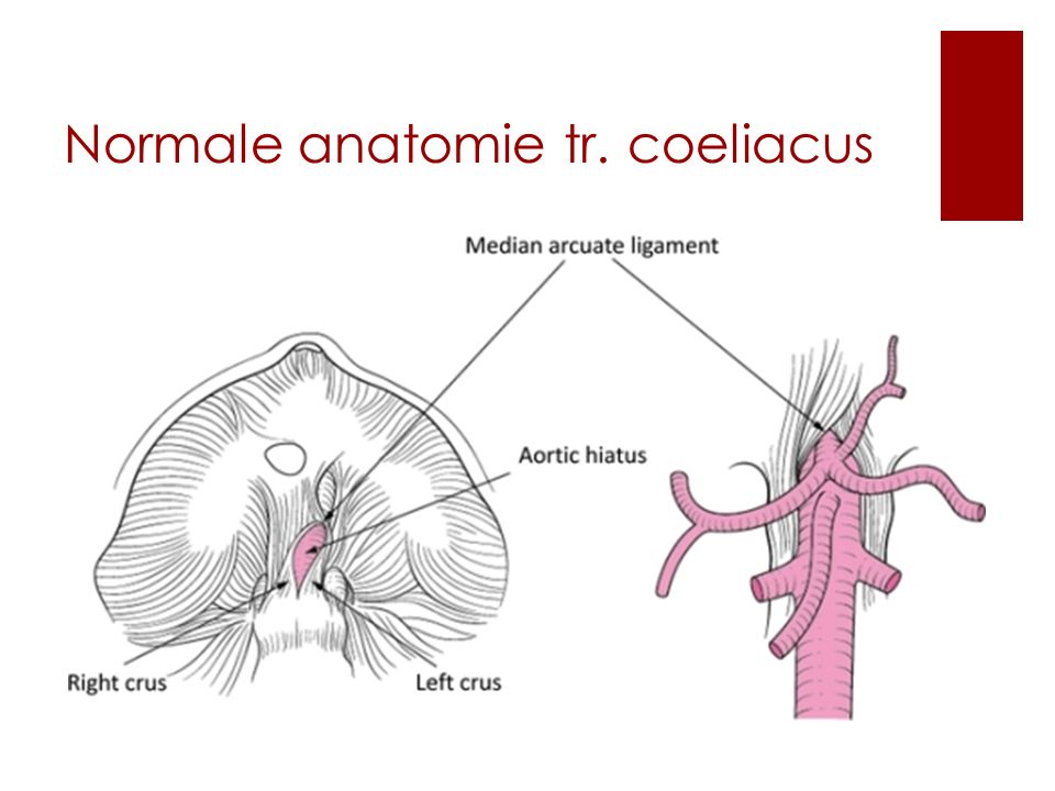 Normale anatomie tr. coeliacus
