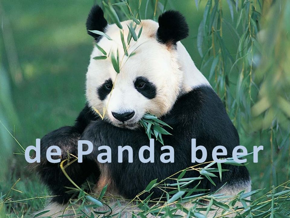de Panda beer Ik doe mijn spreekbeurt over de panda