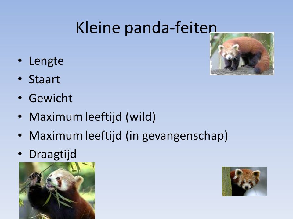Kleine panda-feiten Lengte Staart Gewicht Maximum leeftijd (wild)
