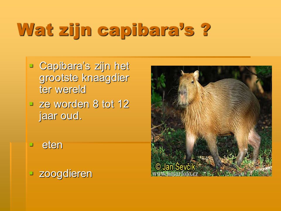 Wat zijn capibara’s Capibara’s zijn het grootste knaagdier ter wereld. ze worden 8 tot 12 jaar oud.