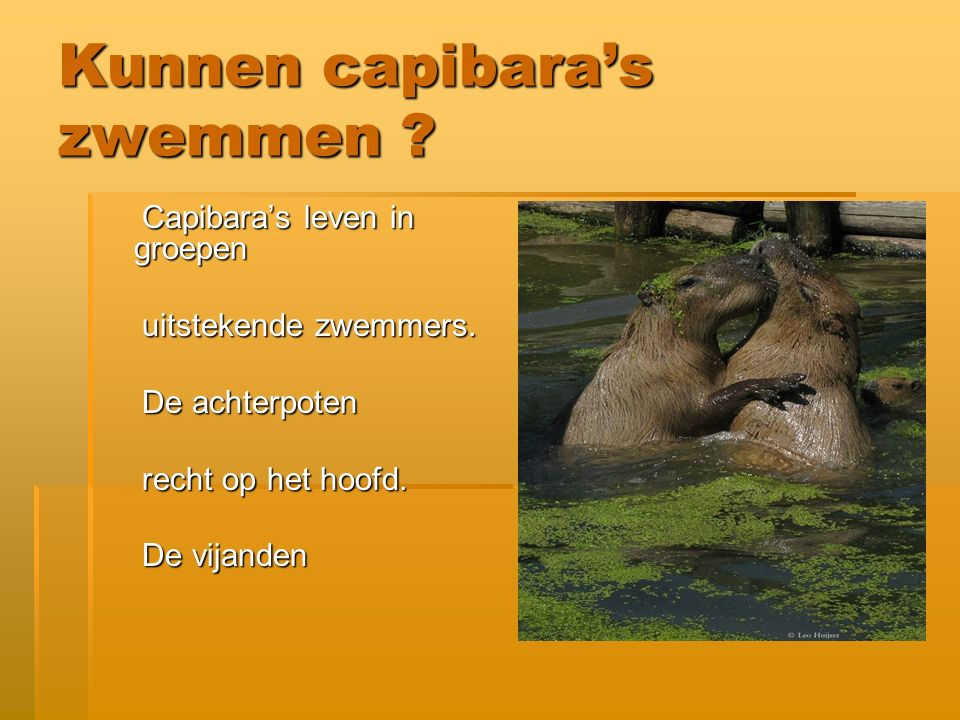 Kunnen capibara’s zwemmen