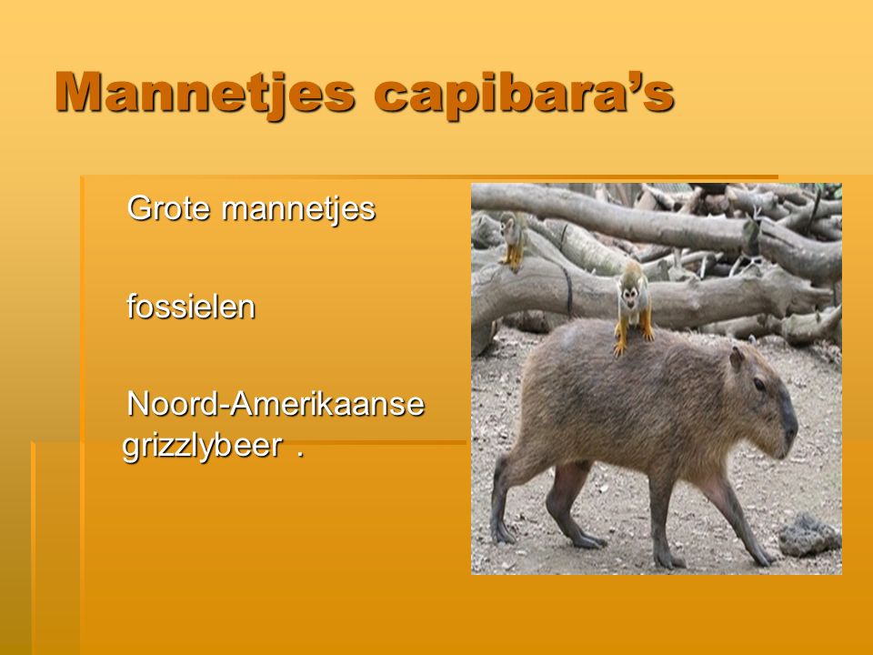 Mannetjes capibara’s Grote mannetjes fossielen