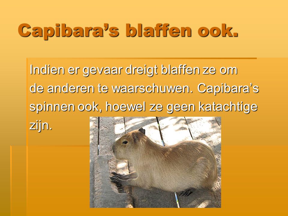 Capibara’s blaffen ook.