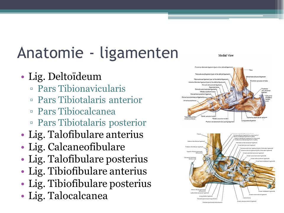 Anatomie - ligamenten Lig. Deltoïdeum Lig. Talofibulare anterius