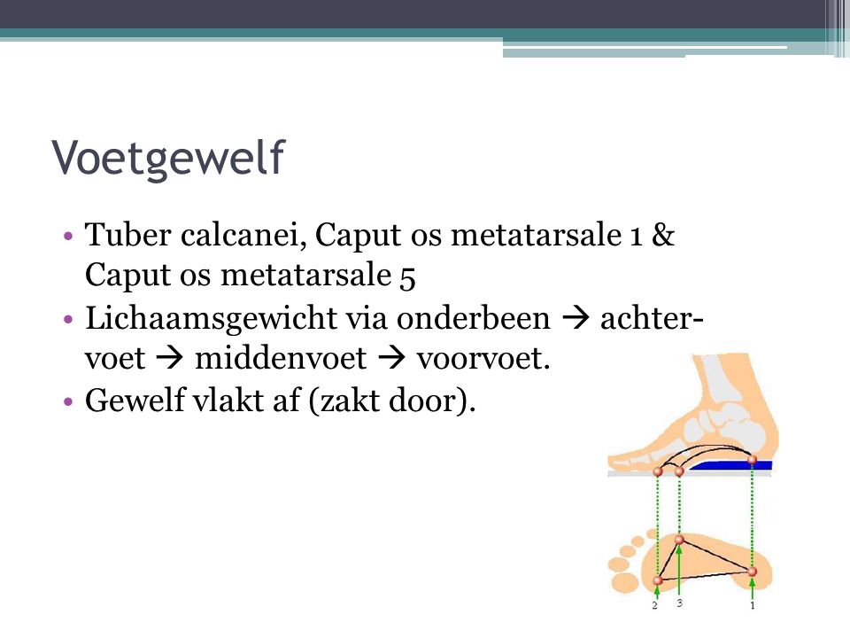 Voetgewelf Tuber calcanei, Caput os metatarsale 1 & Caput os metatarsale 5. Lichaamsgewicht via onderbeen  achter- voet  middenvoet  voorvoet.