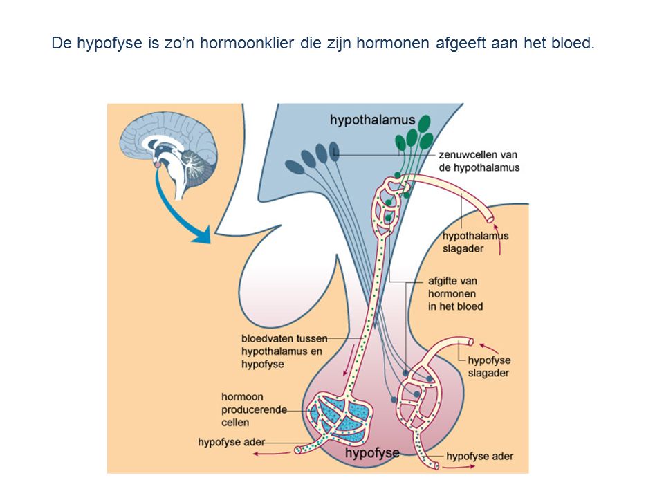 De hypofyse is zo’n hormoonklier die zijn hormonen afgeeft aan het bloed.