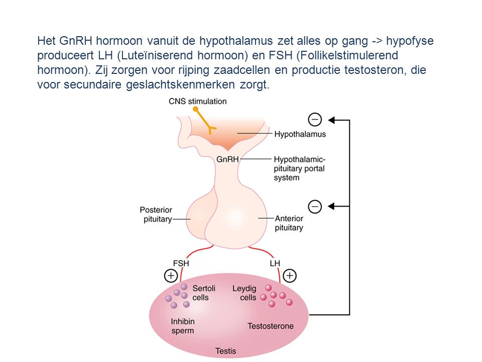 Het GnRH hormoon vanuit de hypothalamus zet alles op gang -> hypofyse produceert LH (Luteïniserend hormoon) en FSH (Follikelstimulerend hormoon). Zij zorgen voor rijping zaadcellen en productie testosteron, die voor secundaire geslachtskenmerken zorgt.