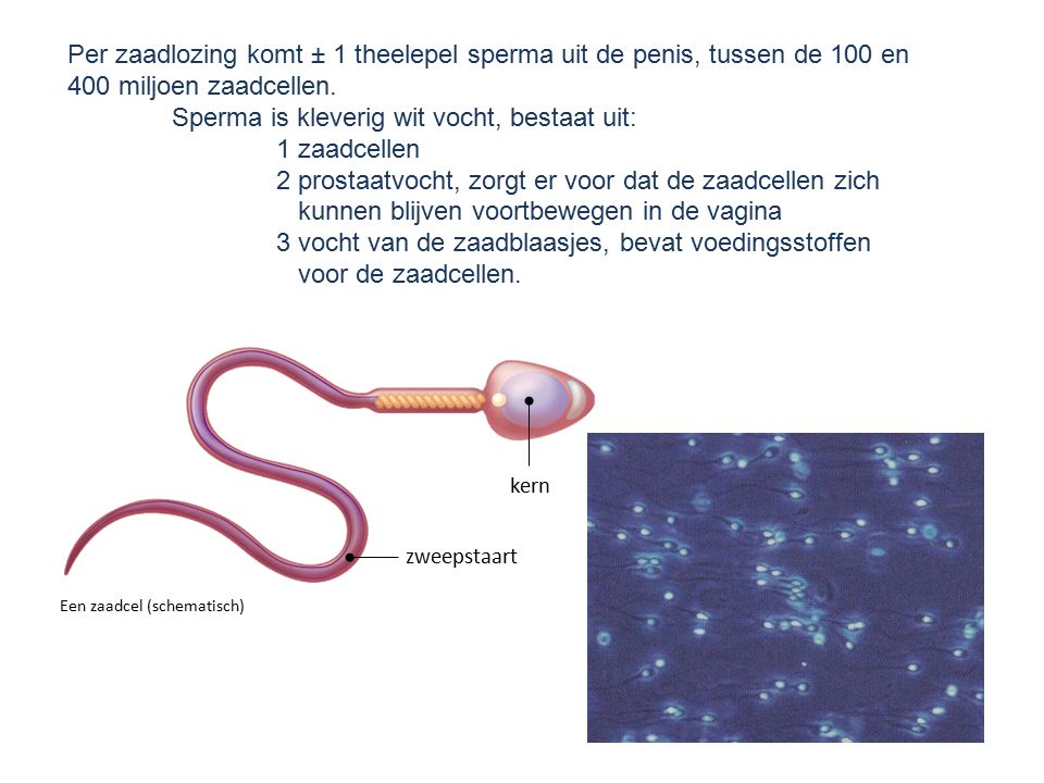 Sperma is kleverig wit vocht, bestaat uit: 1 zaadcellen