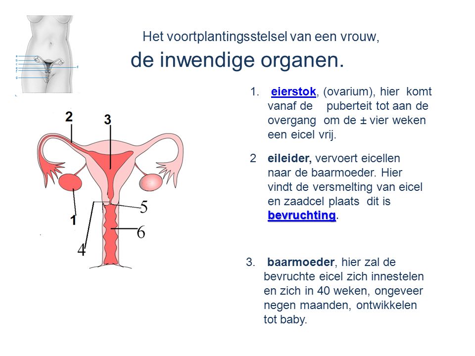 Het voortplantingsstelsel van een vrouw, de inwendige organen.