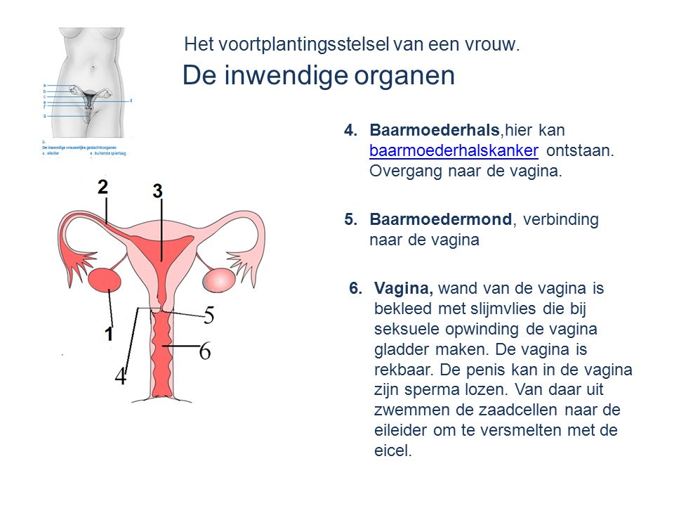 Het voortplantingsstelsel van een vrouw. De inwendige organen