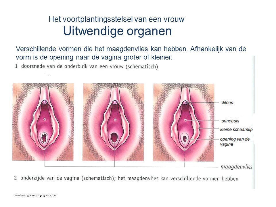 Het voortplantingsstelsel van een vrouw Uitwendige organen