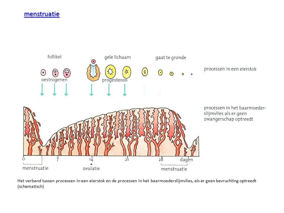 menstruatie Het verband tussen processen in een eierstok en de processen in het baarmoederslijmvlies, als er geen bevruchting optreedt (schematisch)