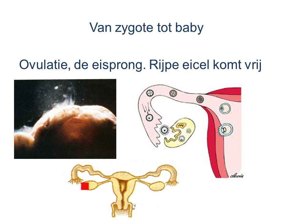 Van zygote tot baby Ovulatie, de eisprong. Rijpe eicel komt vrij