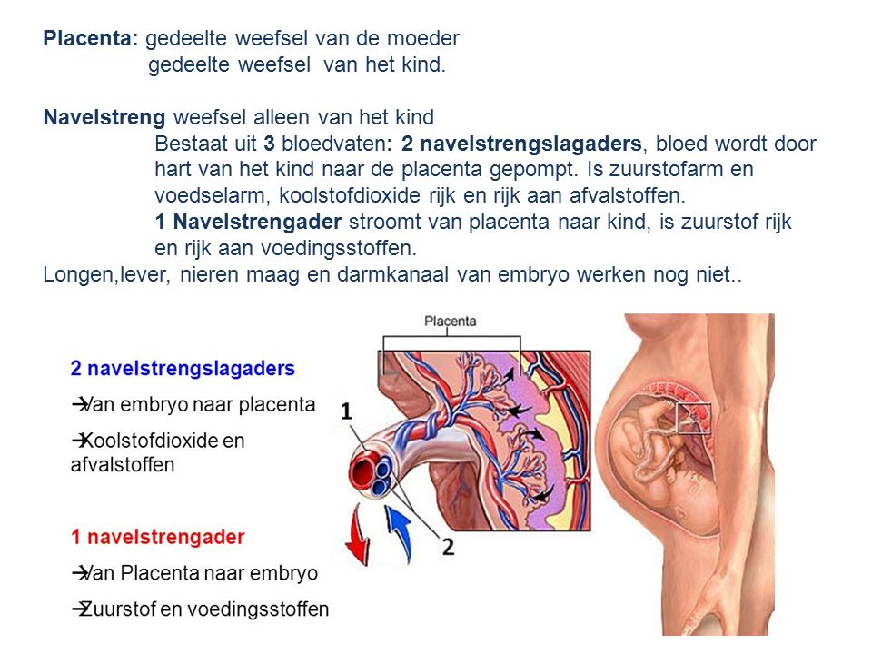 Placenta: gedeelte weefsel van de moeder