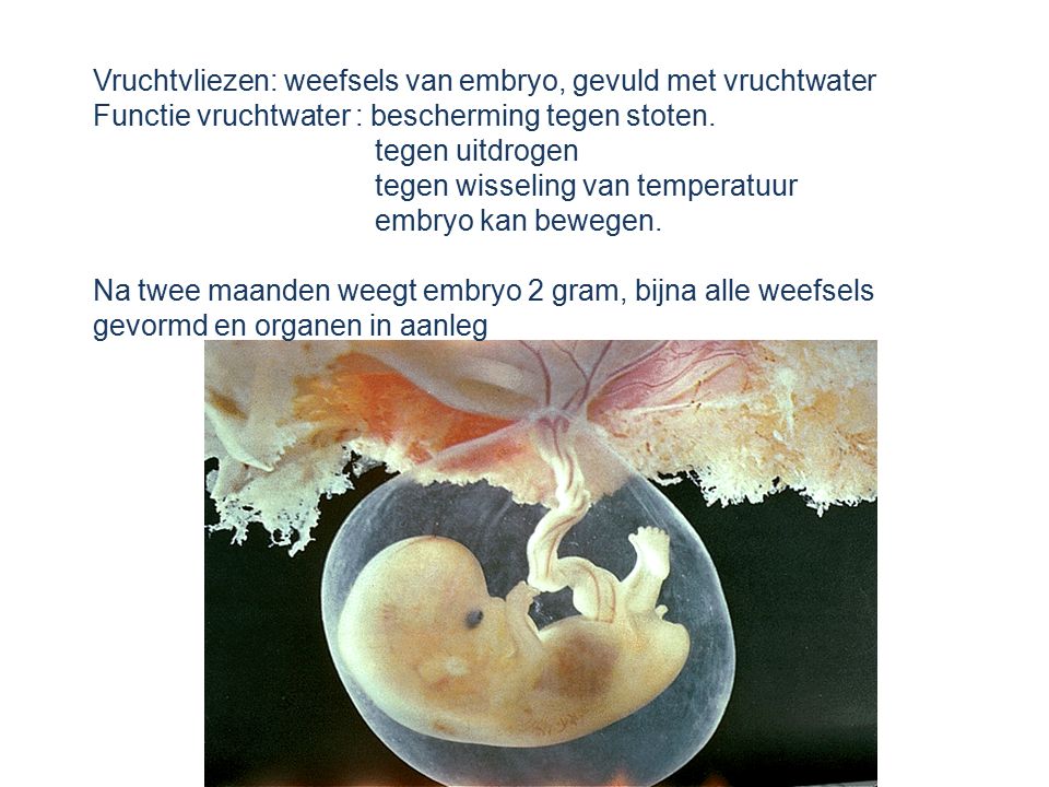Vruchtvliezen: weefsels van embryo, gevuld met vruchtwater