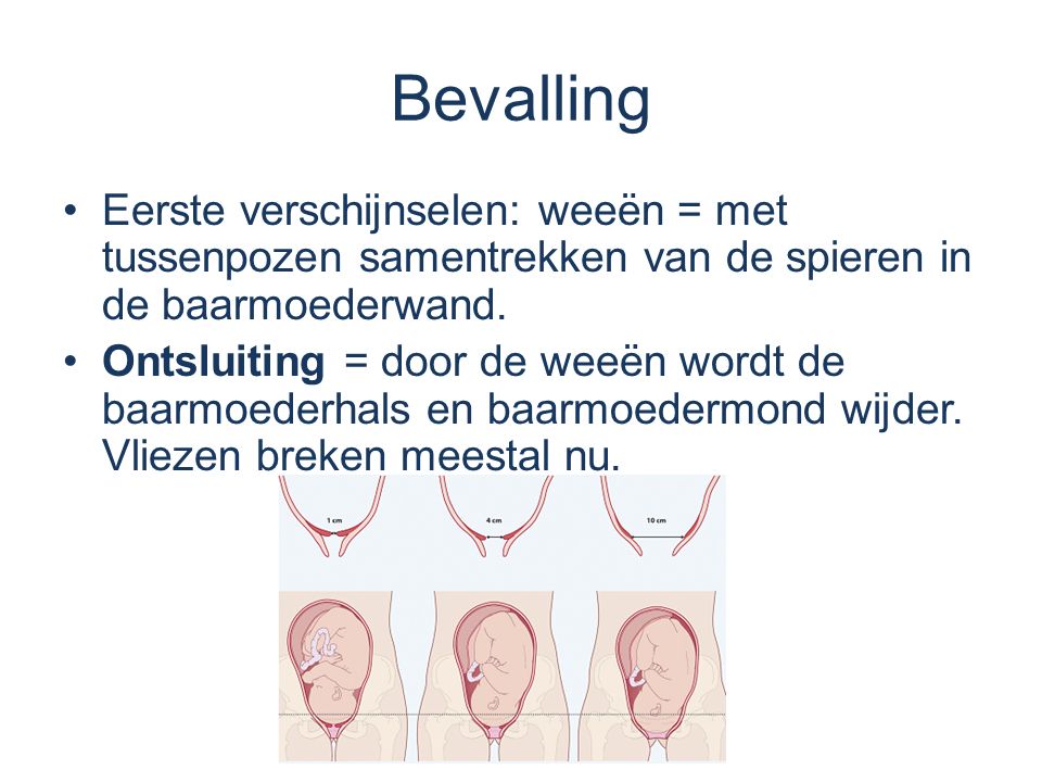 Bevalling Eerste verschijnselen: weeën = met tussenpozen samentrekken van de spieren in de baarmoederwand.