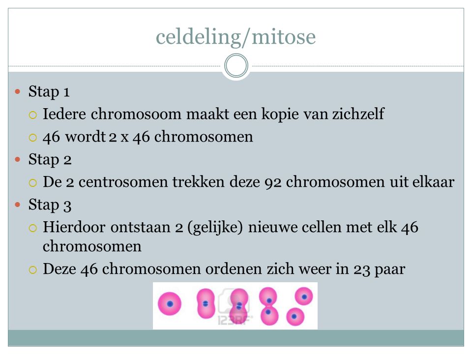 celdeling/mitose Stap 1 Iedere chromosoom maakt een kopie van zichzelf