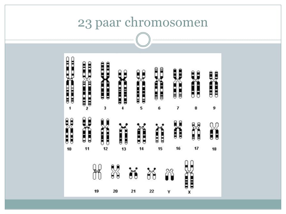 23 paar chromosomen