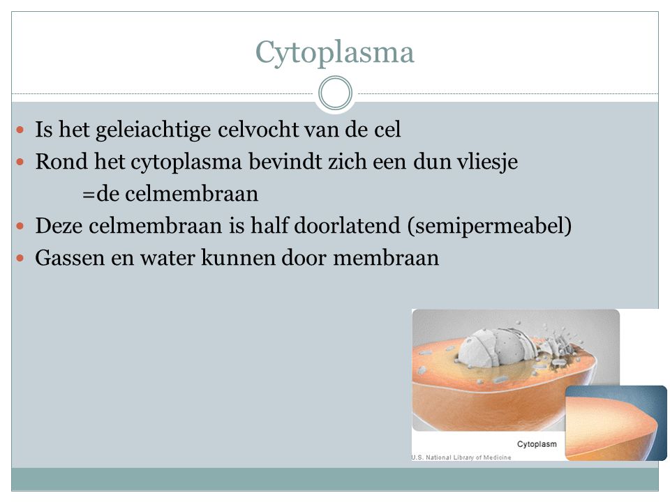 Cytoplasma Is het geleiachtige celvocht van de cel